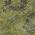Olive color or pattern variation