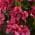Pink color or pattern variation