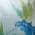 Blue and Green color or pattern variation