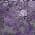Purple color or pattern variation