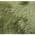 LIME color or pattern variation