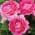 Raspberry Cupcake Pink color or pattern variation