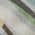 Green color or pattern variation