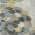 Ivory color or pattern variation