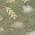Olive color or pattern variation