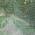 Emerald color or pattern variation