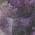 Purple color or pattern variation