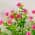 Pink color or pattern variation
