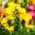 Calla Sun Club Yellow color or pattern variation