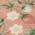Salmon color or pattern variation