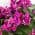 Purple color or pattern variation