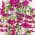 Pink color or pattern variation