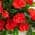 Red color or pattern variation