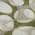 Olive color or pattern variation