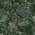 Glossy Amazonita Green color or pattern variation