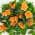 Orange color or pattern variation