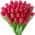 Red color or pattern variation