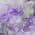 Purple color or pattern variation