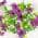 Purple color or pattern variation