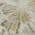 Beige color or pattern variation