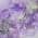 Purple color or pattern variation