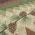 Green and Brown color or pattern variation