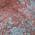 Coral color or pattern variation