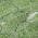 Green color or pattern variation