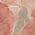 Coral color or pattern variation