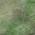 Green color or pattern variation