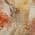 Orange color or pattern variation