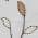 Brown Beige color or pattern variation