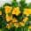 Yellow color or pattern variation