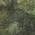 Green color or pattern variation