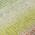 Olive color or pattern variation