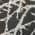 Black color or pattern variation