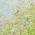 Lime color or pattern variation