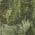 Green color or pattern variation