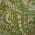 Green color or pattern variation