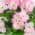 Pink color or pattern variation