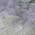 Lavender color or pattern variation