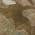 Brown color or pattern variation