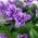 Purple color or pattern variation