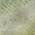 Olive color or pattern variation