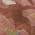 Pink color or pattern variation