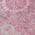 Pink color or pattern variation