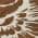 Brown color or pattern variation