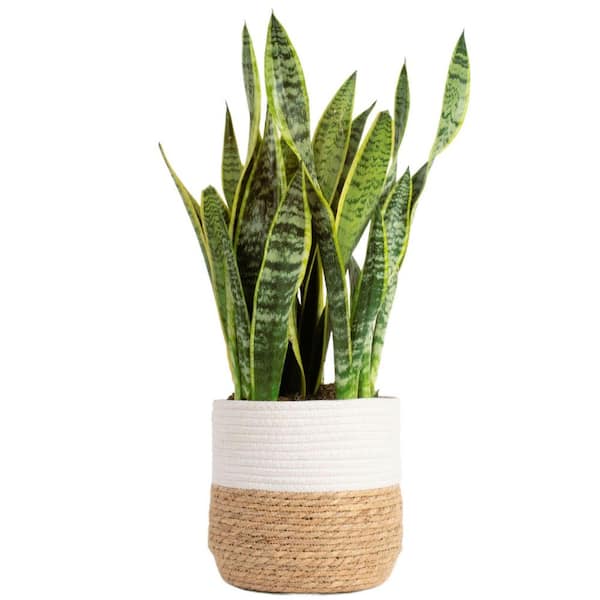 Grower's Choice Sansevieria Indoor Snake Plant in 10in. Decor Weave Basket Planter, Average Shipping Height 1-2 ft. Tall