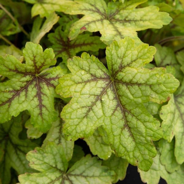2.5 qt. Alabama Sunrise Heucherella (Hybrid of Heuchera (Coral Bells) and Tiarella (Foam Flowers)) Live Perennial Plant