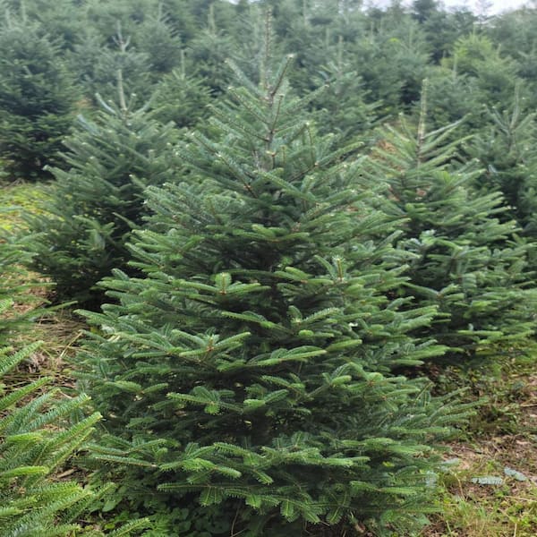 6 - 7 FT FARM FRESH FRASER FIR REAL CHRISTMAS TREE – Brungot Farms